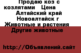 Продаю коз с козлятами › Цена ­ 7 000 - Алтайский край, Новоалтайск г. Животные и растения » Другие животные   